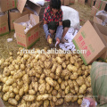 wholesale potatoes fresh potatoes 20kg bags price